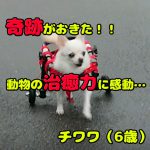 dog-miracle1