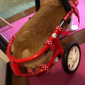 わん ステップ株式会社 犬の車いす わんステップ の特徴を紹介 自作では作れない職人のこだわりポイント 犬の車椅子のオーダーメイド製作 販売