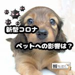 dog-covid-19